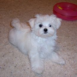 Maltese Puppies from MaltaAngel