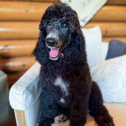 Jules - Blue female Poodle puppy in Detroit Lakes, Minnesota from Pickerel Pups