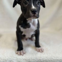 Black and White Male - Black American Pit Bull Terrier puppy in Nine Mile Falls, Washington from Bartin Kennels