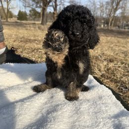 Garnet - Phantom Poodle puppy in Allentown, Pennsylvania from Poodles Are Mixy