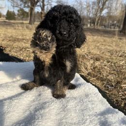 Garnet - Phantom Poodle puppy in Allentown, Pennsylvania from Poodles Are Mixy