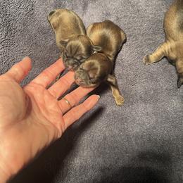 Baby girl 2 - Gold female Shih Tzu puppy in Cordova, Maryland from Harlequins Shih Tzu