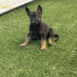 Precious - Black brindle female Dutch Shepherd puppy in Van Nuys, California from TriForce K9