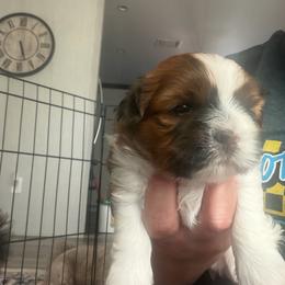 Daisy - Brown and white female Shichon puppy in Bushnell, Florida from Diamond Belle Puppies, LLC