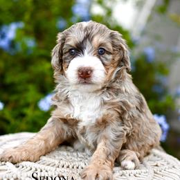 Sedona - Chocolate merle female Bernedoodle puppy in Tucson, Arizona from Sun Valley Goldendoodles