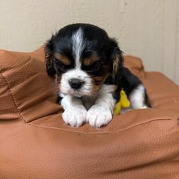 Jake - Tri-color male Cavalier King Charles Spaniel puppy in Atoka, Oklahoma from Boggy Depot Cavaliers & Friends