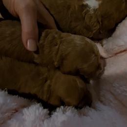 PopRox Boy Pup 2 - Red  male Poodle puppy in Greenville, Texas from RhineStone Poodles