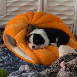 Australian Shepherd and Chow Chow Puppies from Calypso Chow Chows and Australian Shepherds