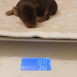 Aaron - Chocolate and tan male Yorkshire Terrier puppy in Humble, Texas from Marnax Yorkshire Babies