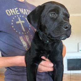 Mr. Green - Black male Labrador Retriever puppy in Taylor, Texas from Faithful Labs