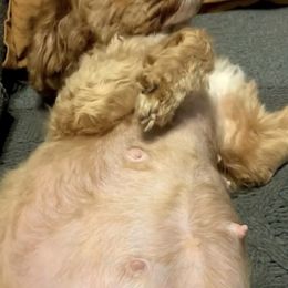 Cavapoos from Puppy Holiday Haven