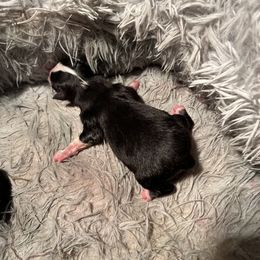 Boy 3 - Black tri Toy Australian Shepherd puppy in Abernathy, Texas from Paws of Color
