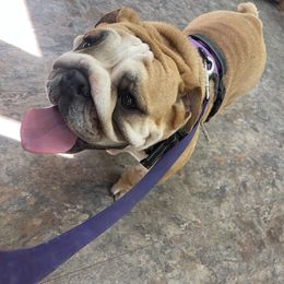 Mochi - Bulldog