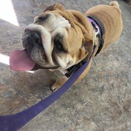 Mochi - Bulldog