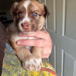 O'Neill - male Sporty Mix puppy in Richland, Michigan from Seay's Sporty Mixes