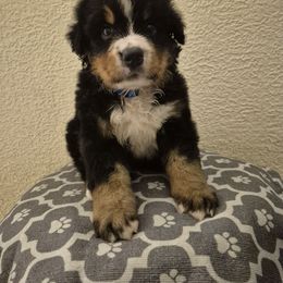 George - Black rust and white male Bernese Mountain Dog puppy in Argyle, Iowa from Sugar Creek Kennels