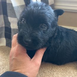 Scottish Terrier Puppies from Oodles of Cuties!