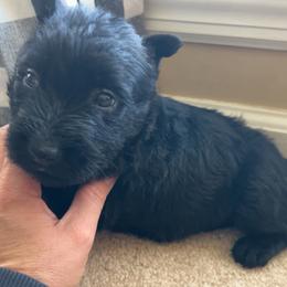 Scottish Terrier Puppies from Oodles of Cuties!