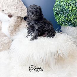 Taffy - Black male Poodle puppy in from Pink Poodles and Doodles