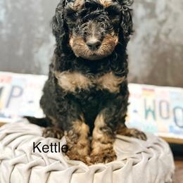 Kettle - Phantom male Goldendoodle puppy in Pasco, Washington from Camp Doodle Woods