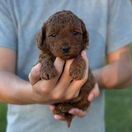Ross - Red  male Goldendoodle puppy in Cedar City, Utah from Precious Paws Ranch