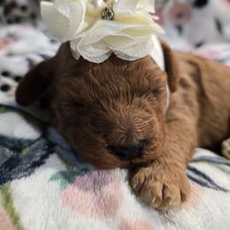 Ava - Red female Cavapoo puppy in Truckee, California from Heavenly Goldendoodles