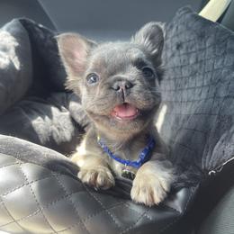 French Bulldog Puppies from Grand Star Bulldogs