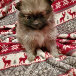 Companion Cross, Pomeranian, and Sheepadoodle Puppies from Fluffy Wonders Poms and Doodles