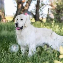 Bear - Golden Retriever