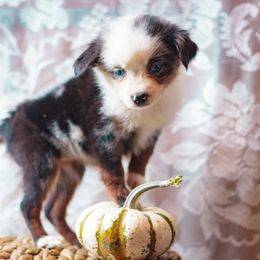 Spectre - Blue merle female Miniature American Shepherd puppy in Olive Hill, Kentucky from SaturnMoon MAS & BC