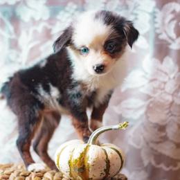 Spectre - Blue merle female Miniature American Shepherd puppy in Olive Hill, Kentucky from SaturnMoon MAS & BC