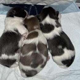 Shih Tzu Puppies from Lavender Lane Tzus