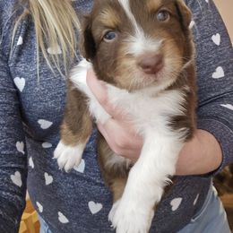 Australian Shepherd Puppies from Lake Daze