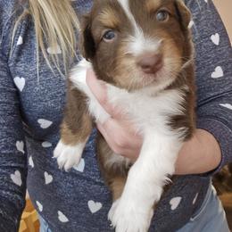 Australian Shepherd Puppies from Lake Daze