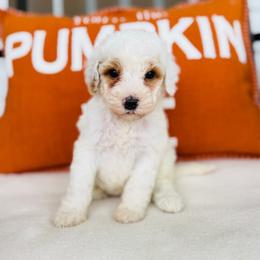 Casper - Parti male Goldendoodle puppy in Auburn, Indiana from Martin’s Doodles