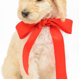 Poodle Puppies from DoodleHaven