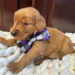Golden Retriever Puppies from Bigfoot Goldens AKC Registered Dark Red