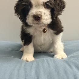 Teddy - Brown and white male Cocker Spaniel puppy in Corona, California from SoCal Cocker Spaniels