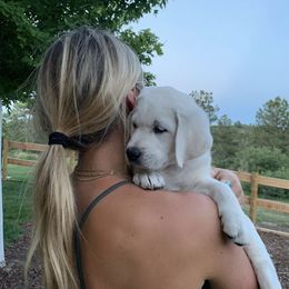 Labrador Retriever Puppies from Lucky Ranch Labradors