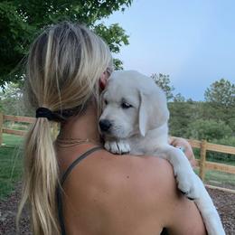Labrador Retriever Puppies from Lucky Ranch Labradors