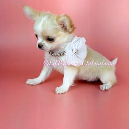 Poison Ivy - Cream and white female Chihuahua puppy in Anderson, South Carolina from Lil Treasures Chihuahuas
