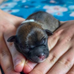 Annabel Lee - Liver female Shorkie puppy in Troy, Ohio from Ever After Tails
