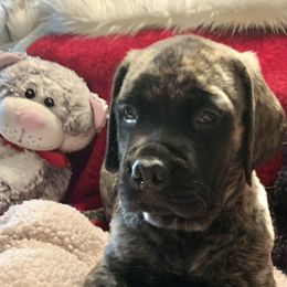 Mastiff Puppies from Eagle Pond Mastiffs