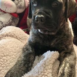 Mastiff Puppies from Eagle Pond Mastiffs
