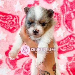 Jinu - Blue merle male Pomeranian puppy in Idaho Falls, Idaho from Country Life Pomeranians