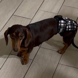 Mocha - Dachshund
