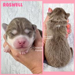 Roswell - Lavender female Pomsky puppy in Sheffield, Iowa from Clover Ridge Pomskies