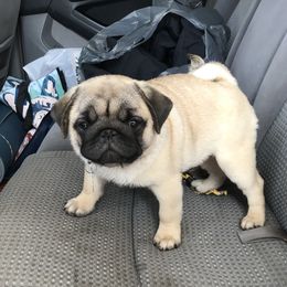 Pug Puppies from Hopestars Pugs