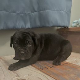 Orange Female - Black female Cane Corso puppy in Jasper, Alabama from C&M Cane Corso