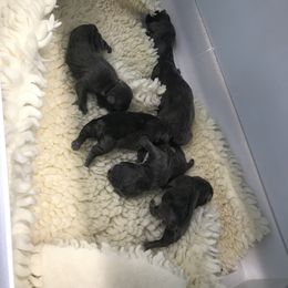 French Bulldog Puppies from Crooked C Ranch